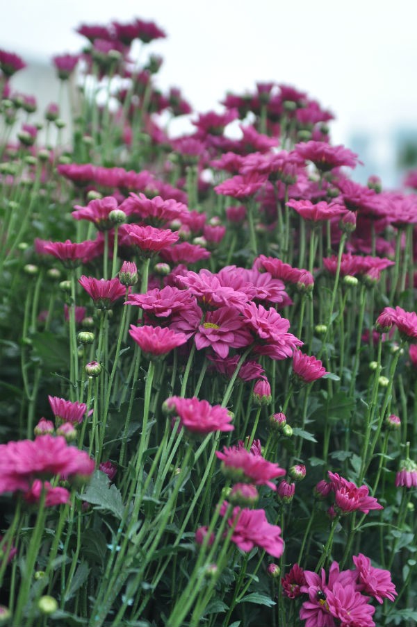 Tay Tuu flower village in Spring - ảnh 3